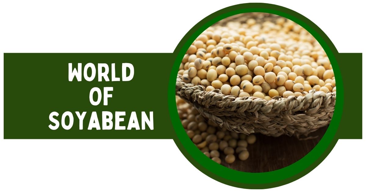 Exploring the World of Soybean Seeds