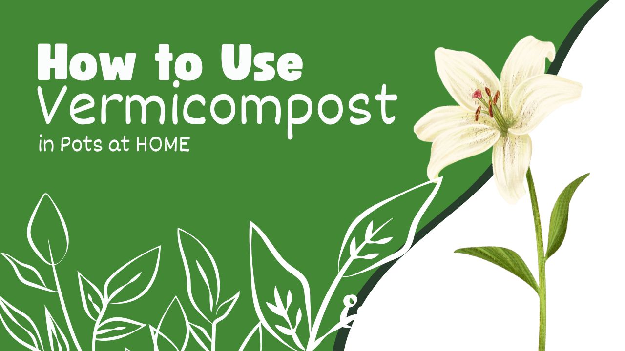 How to Use Vermicompost in Pots at Home: A Simple Guide for Gardeners